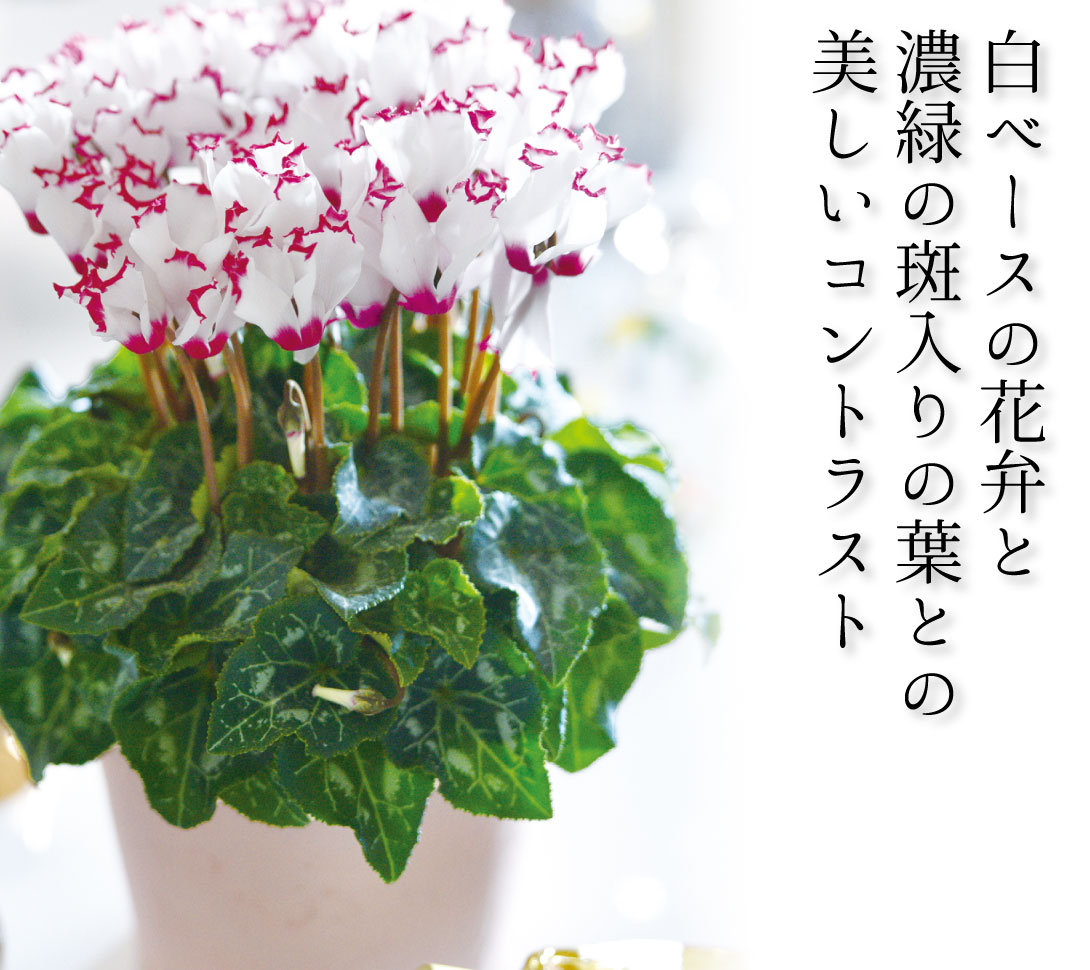 花苗 シクラメン アブソリュ ドゥ モレル