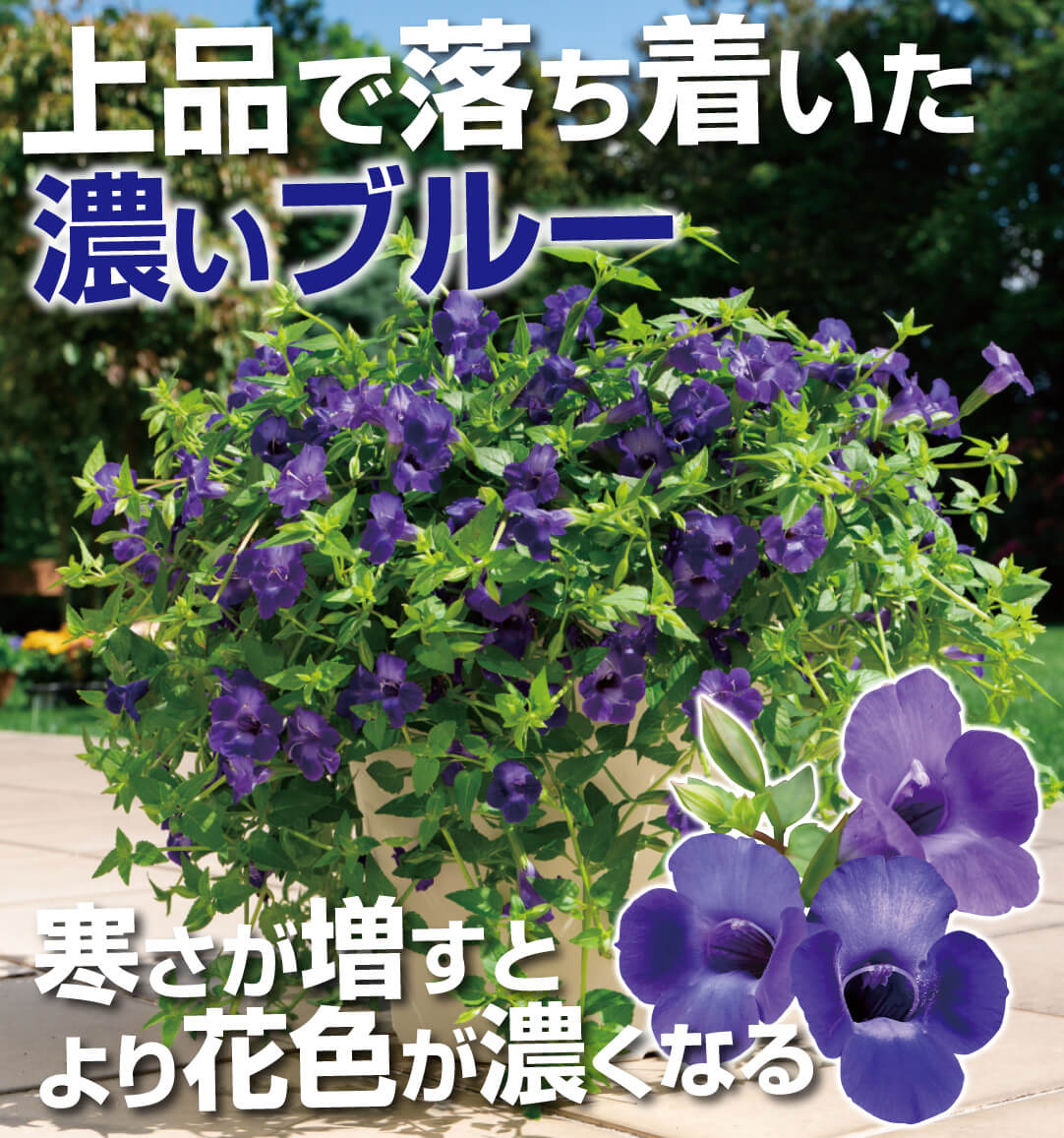 スーパートレニア アメジスト