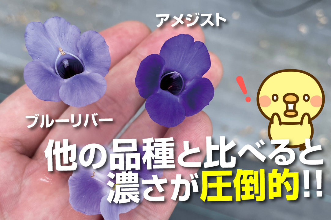 スーパートレニア アメジスト