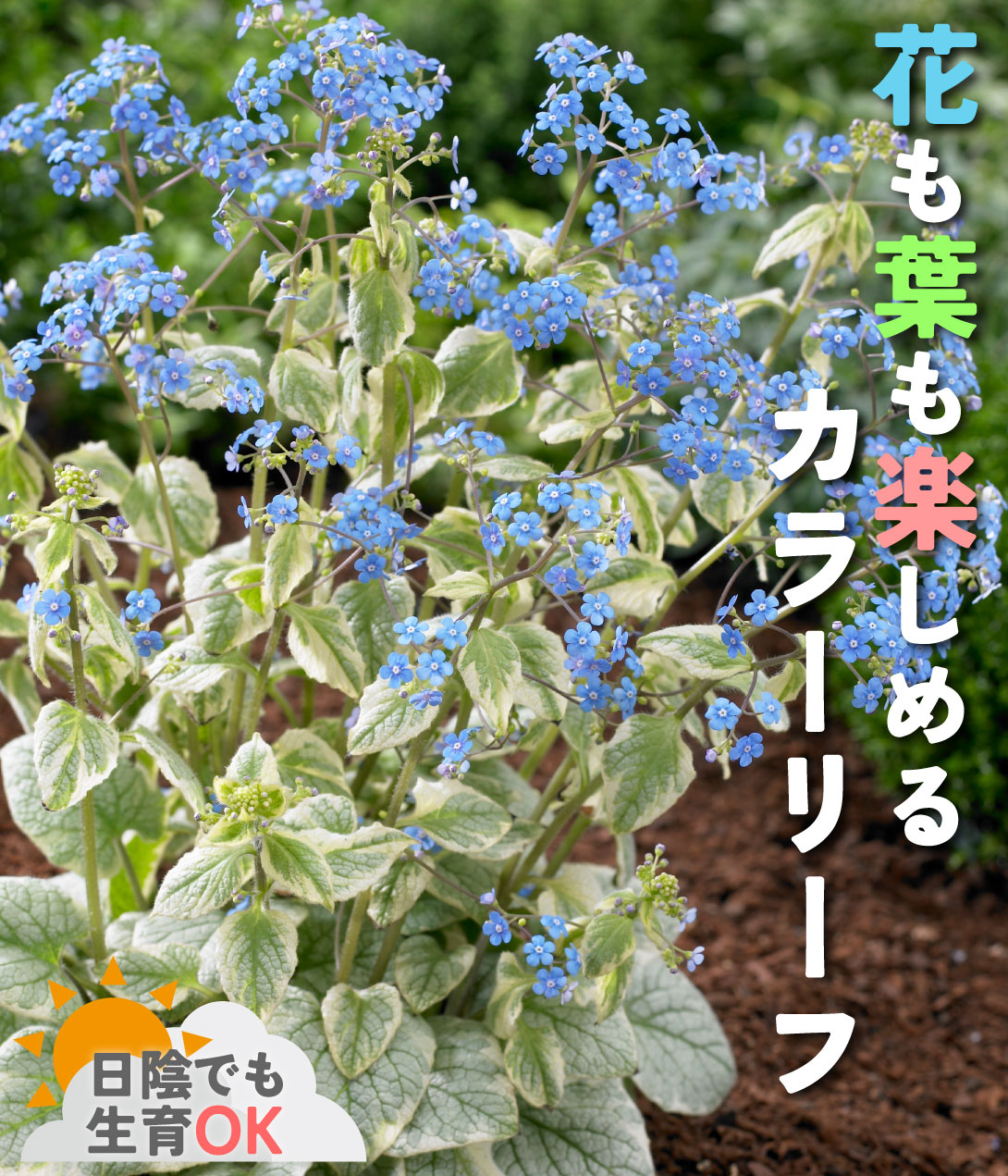 ブルンネラ　キングスランサム