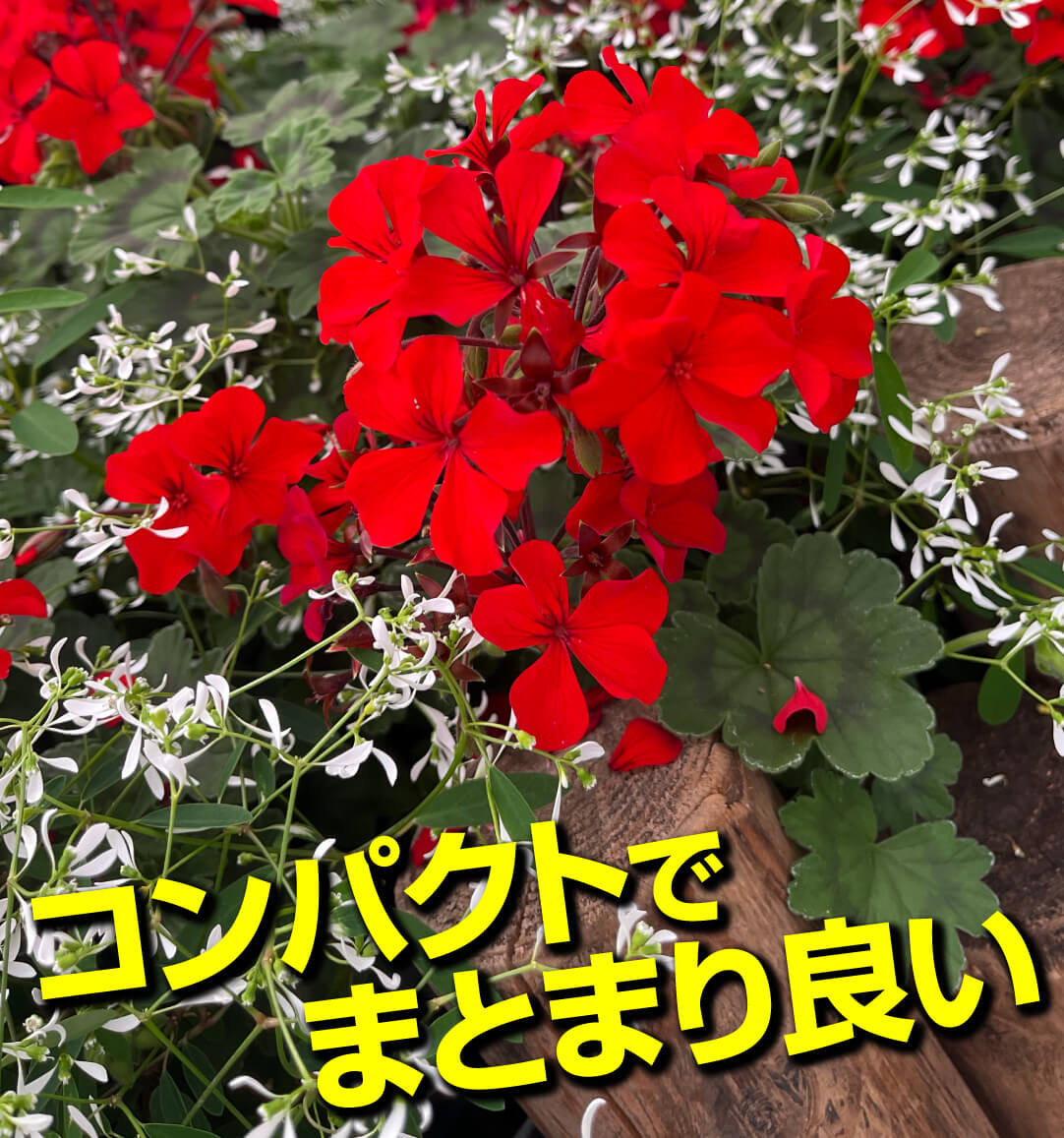 ゼラニウム レッドエクスプロージョン