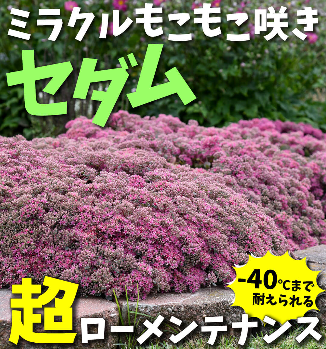 セダム モコランド シルバーチェリー