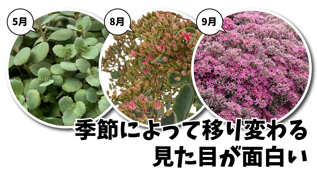セダム モコランド シルバーチェリー