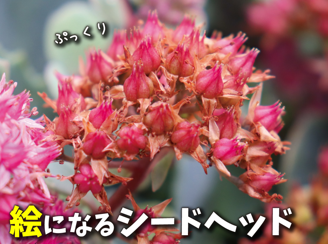 セダム モコランド シルバーチェリー