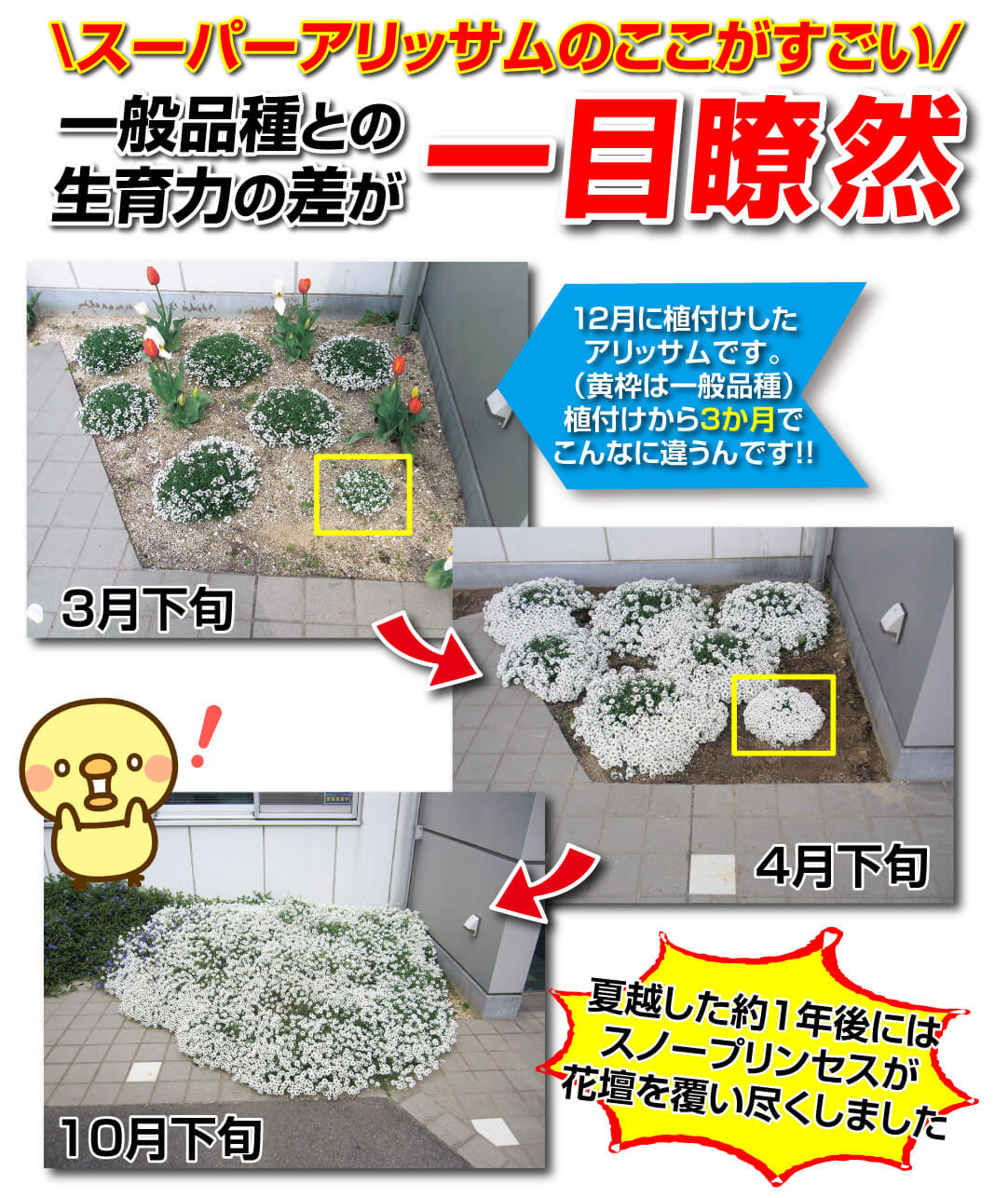 花苗　スーパーアリッサム スノープリンセス