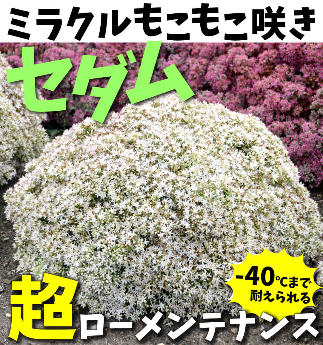 セダム モコランド シュガーアフロ