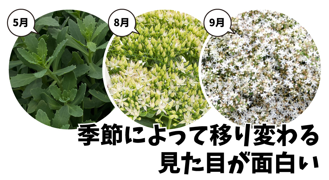 セダム モコランド シュガーアフロ