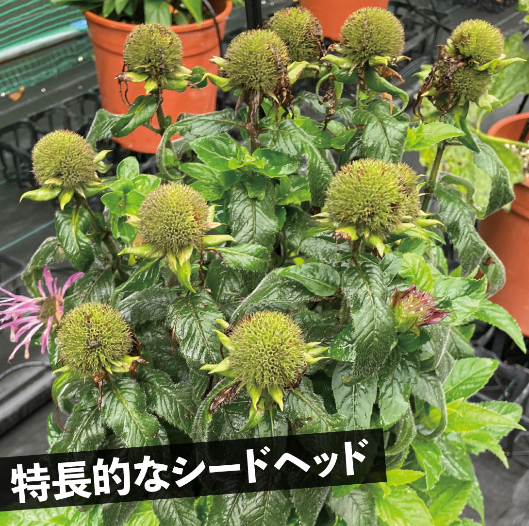 花苗 モナルダ フォーグローズ