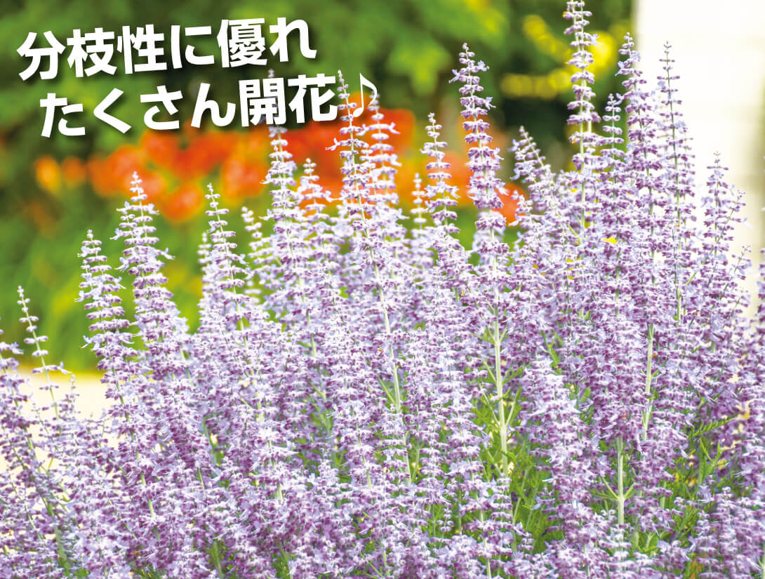 花苗 ロシアンセージ デニムレース