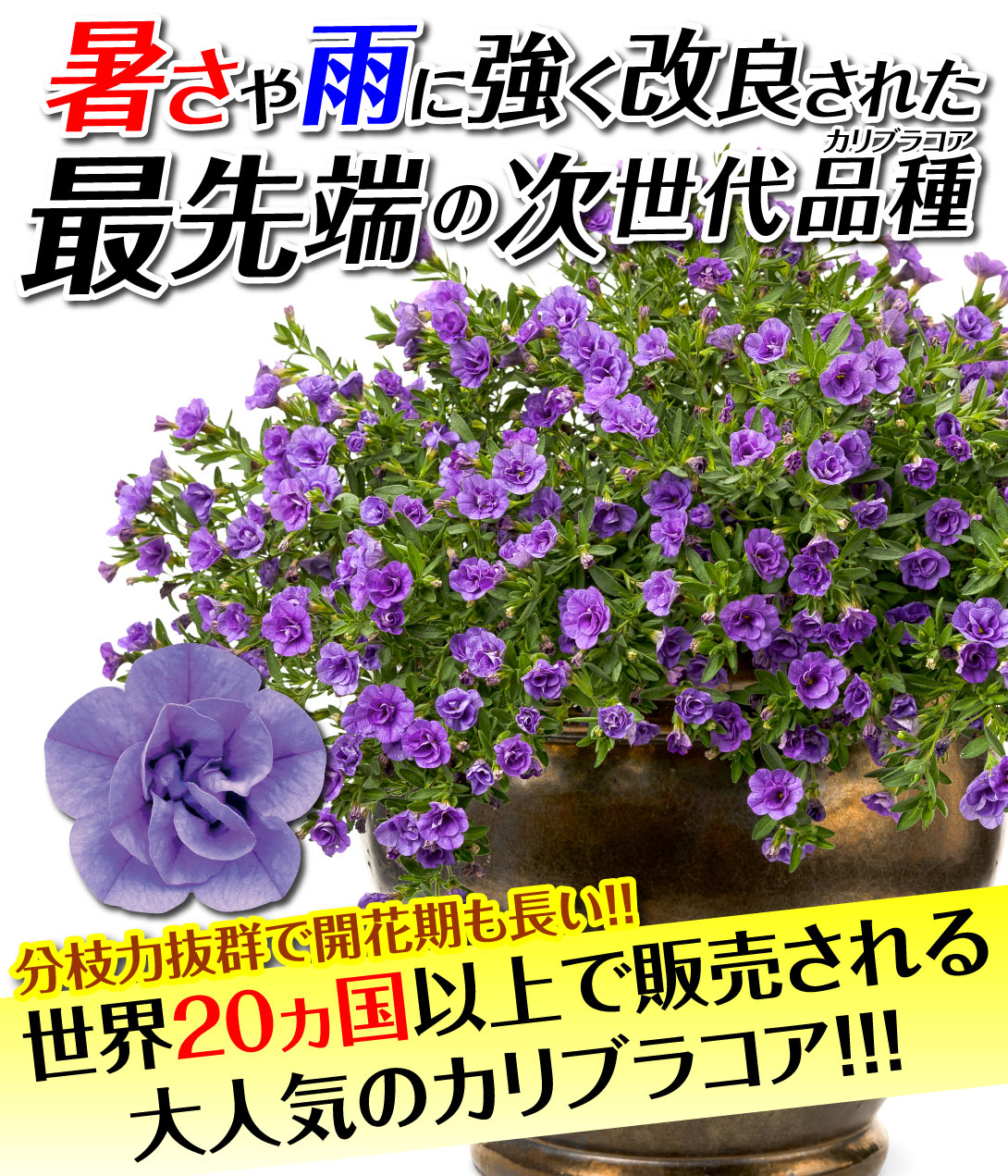 花苗　カリブラコア　スーパーベルダブルセット6