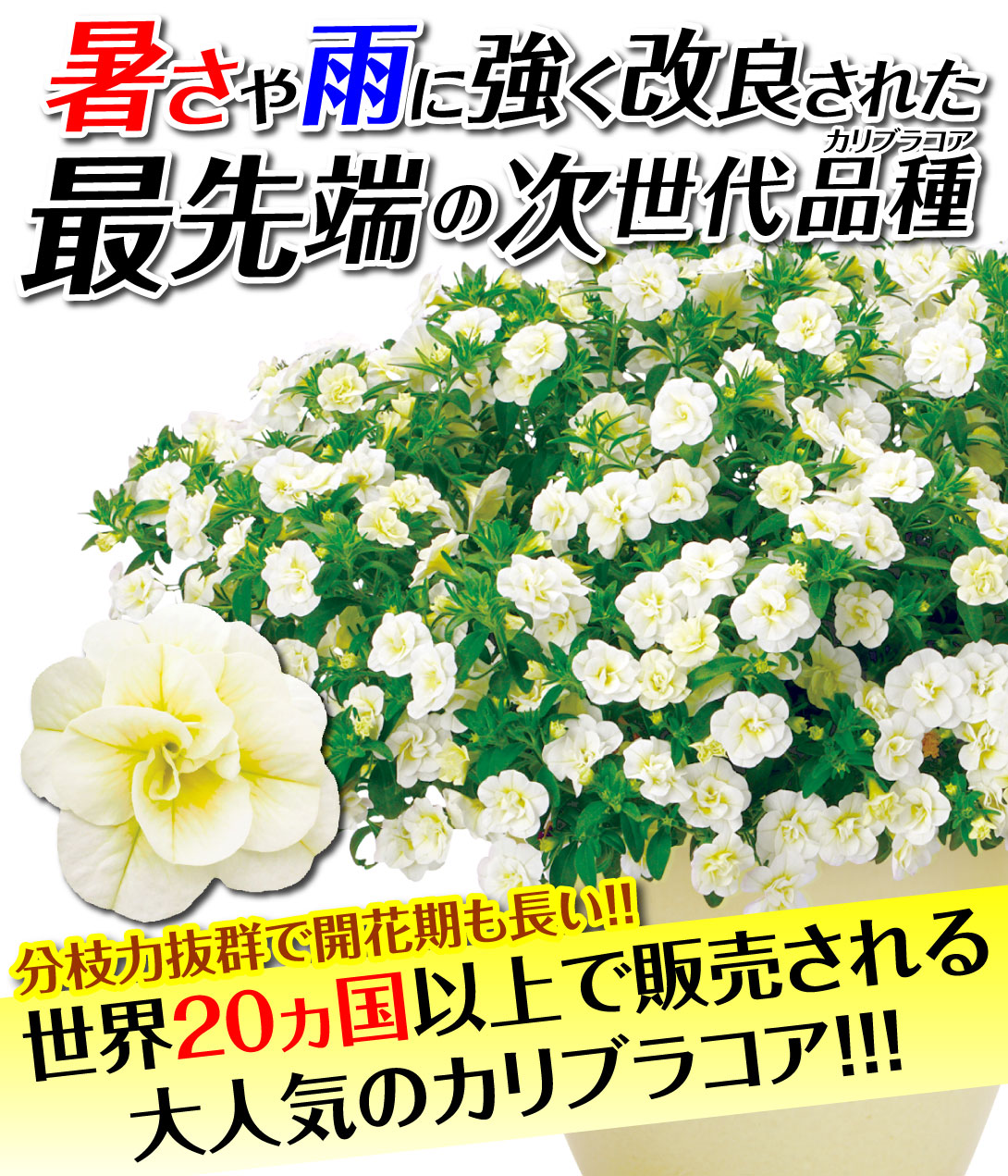 花苗　カリブラコア　ダブルスミルクレープ