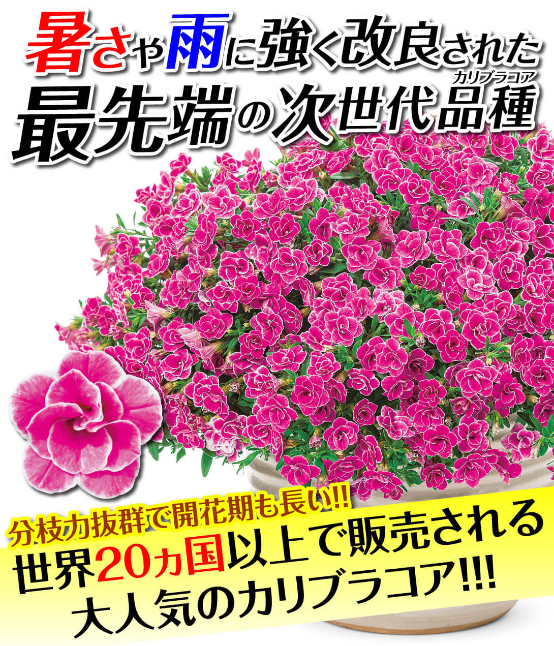 花苗　カリブラコア　スーパーベルダブルセット3