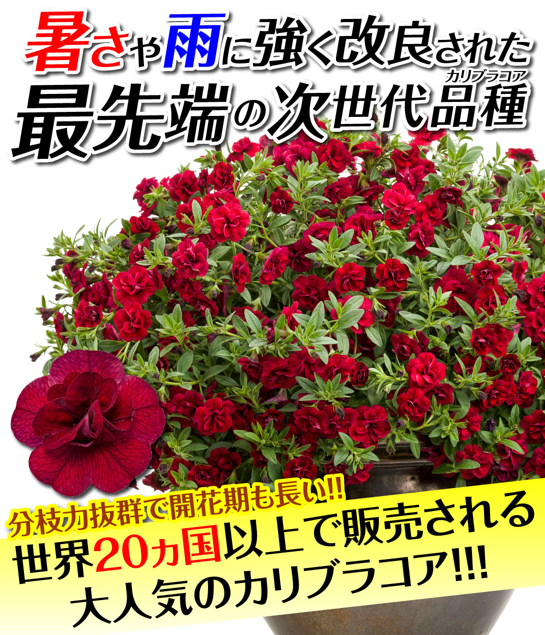 花苗　カリブラコア　スーパーベルダブルセット5