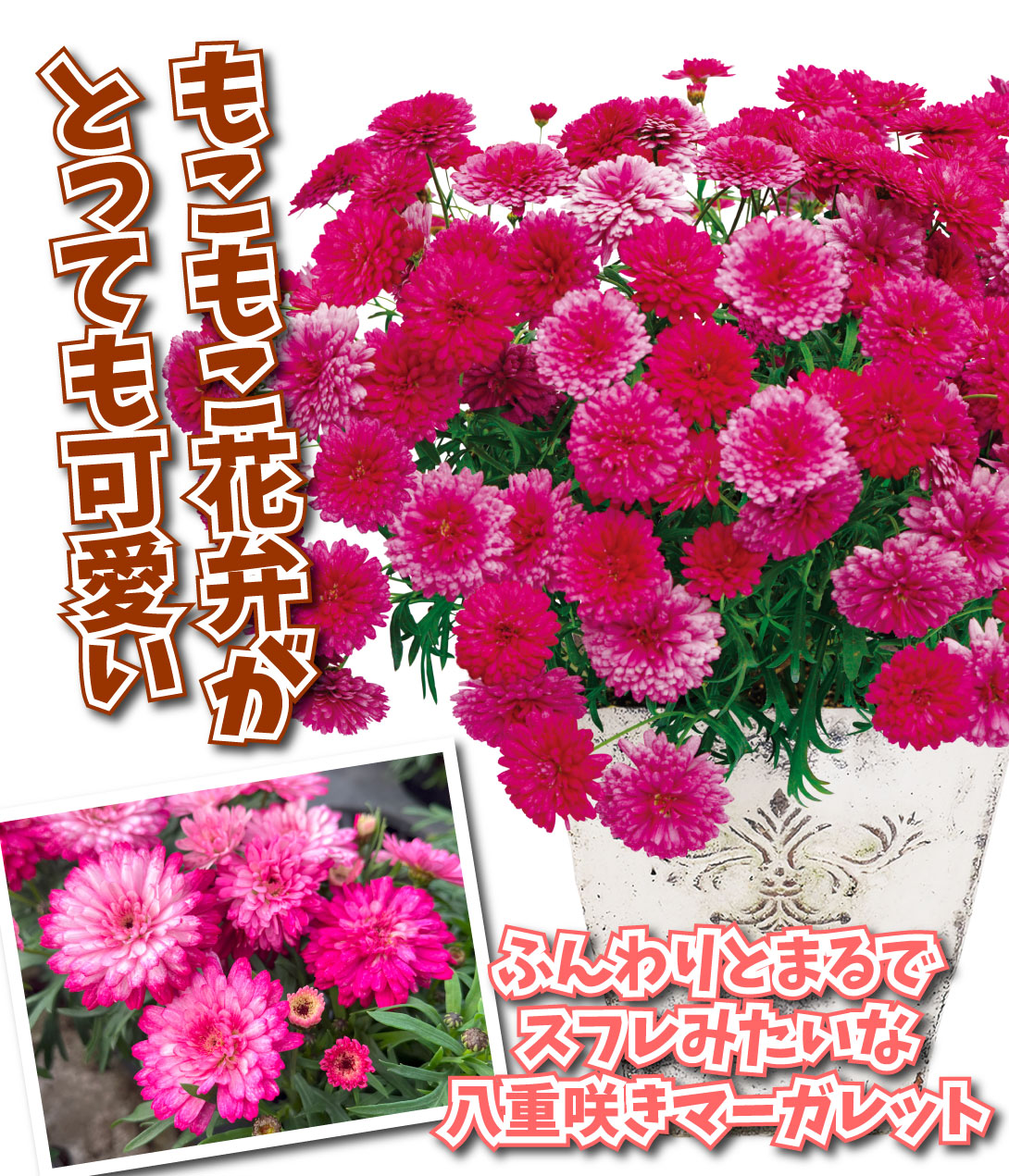 花苗 マーガレット フワンボワーズスフレ
