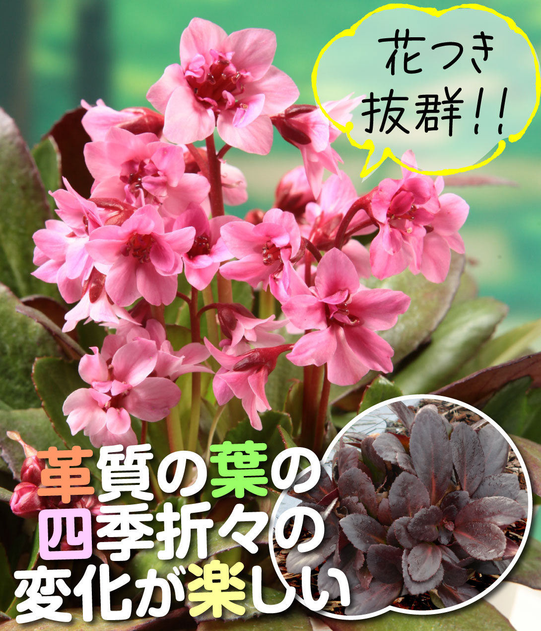 花苗 ベルゲニア フリート