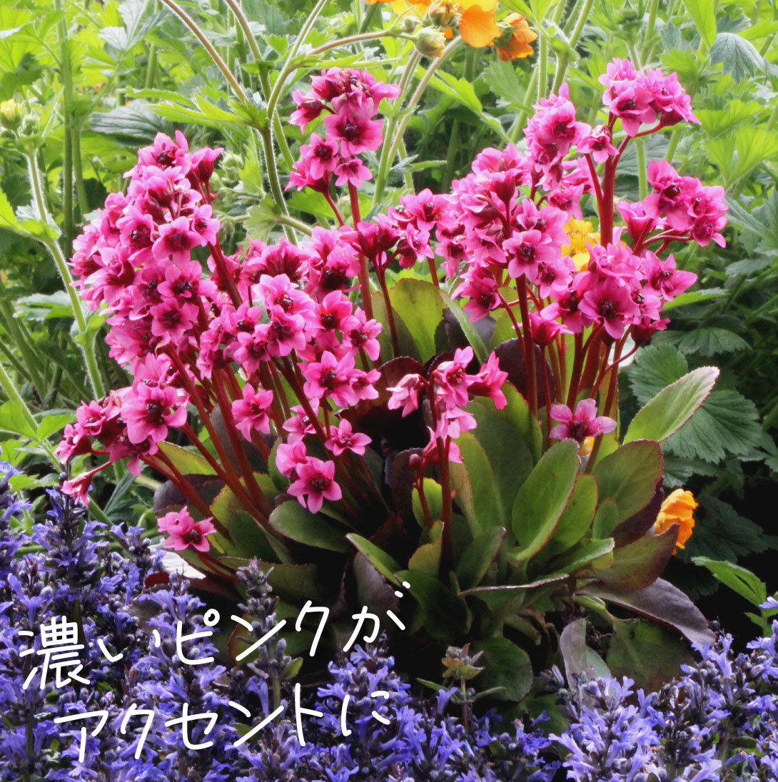 花苗 ベルゲニア フリート