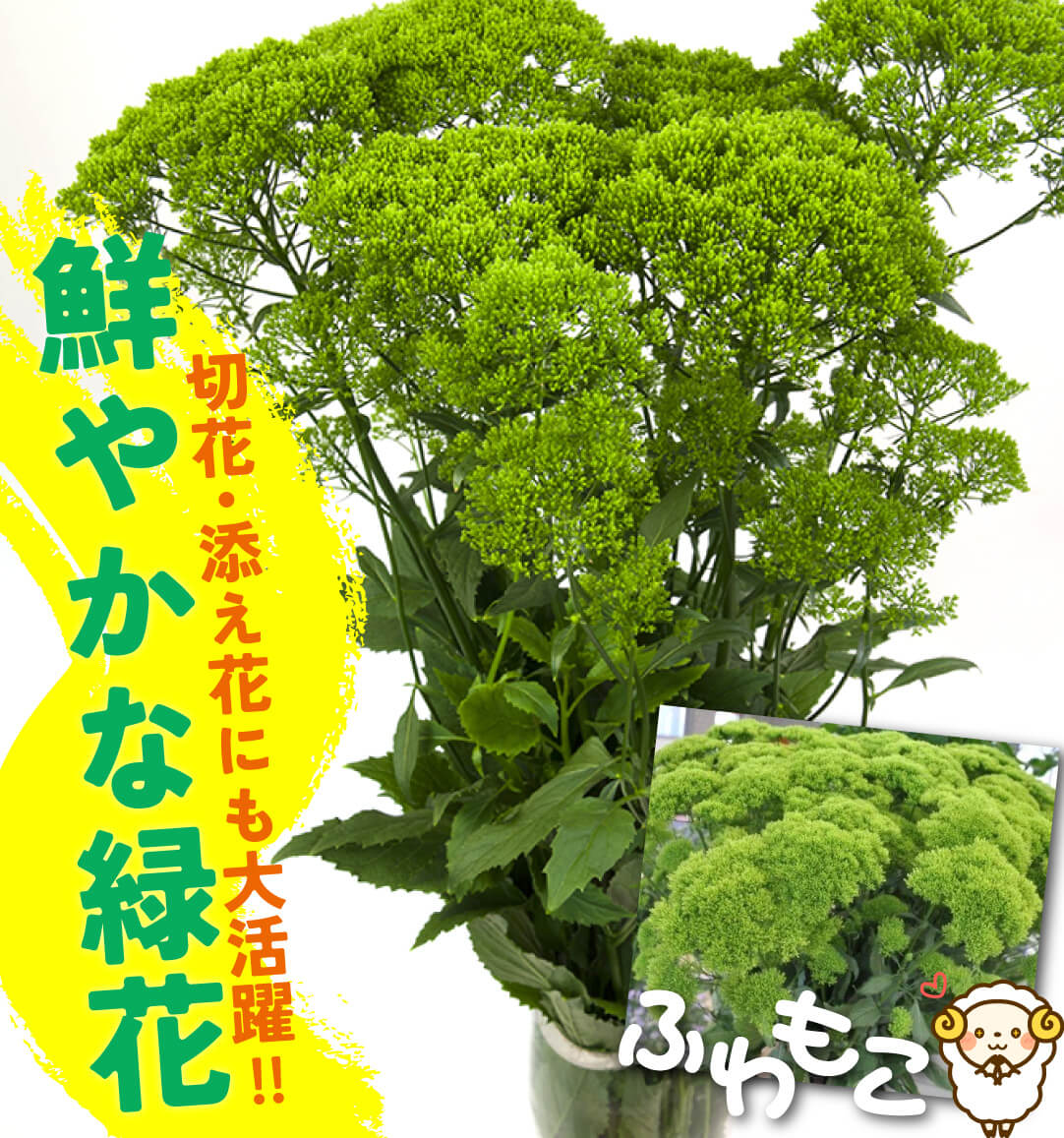 夕霧草 ふわふわグリーン