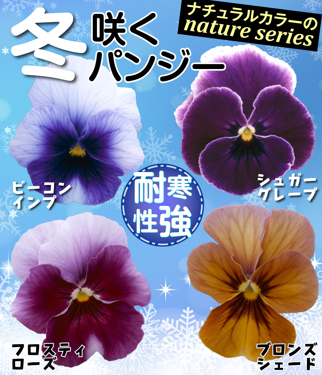 冬咲くパンジーセット