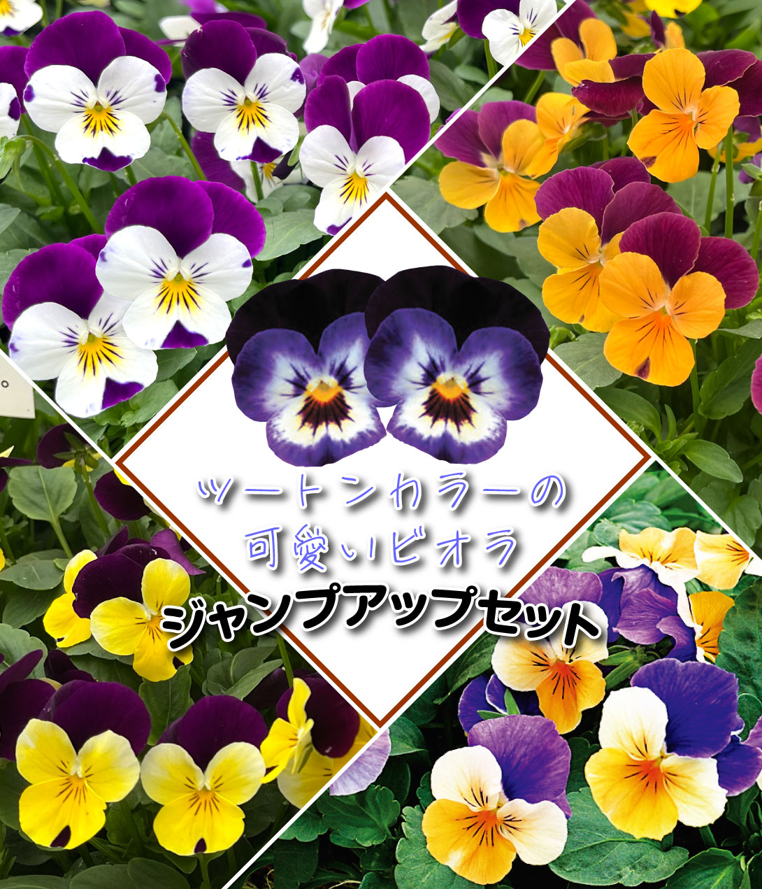 ビオラ ジャンプアップセット