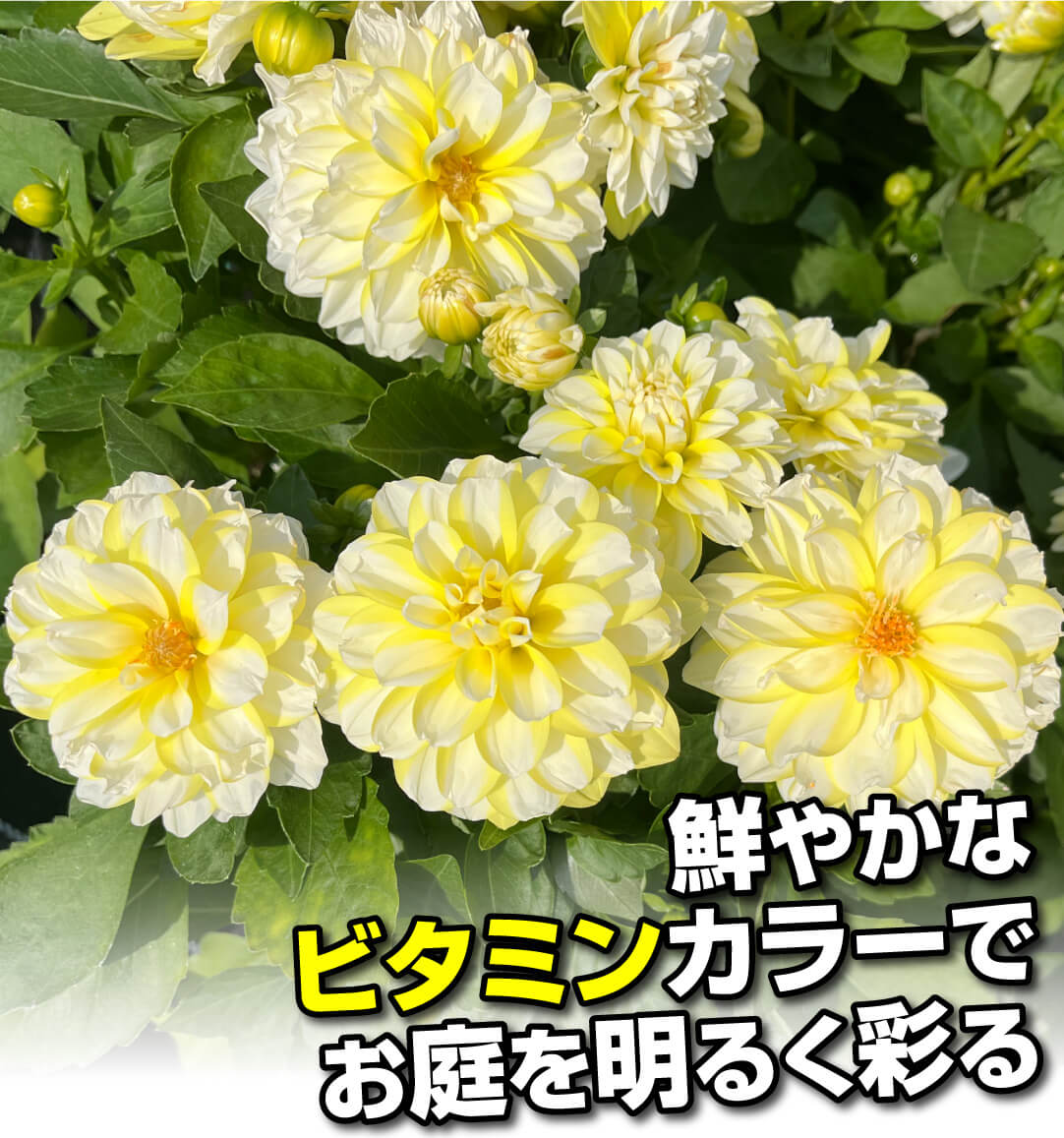 ダリア マダムダリア レモンスワール