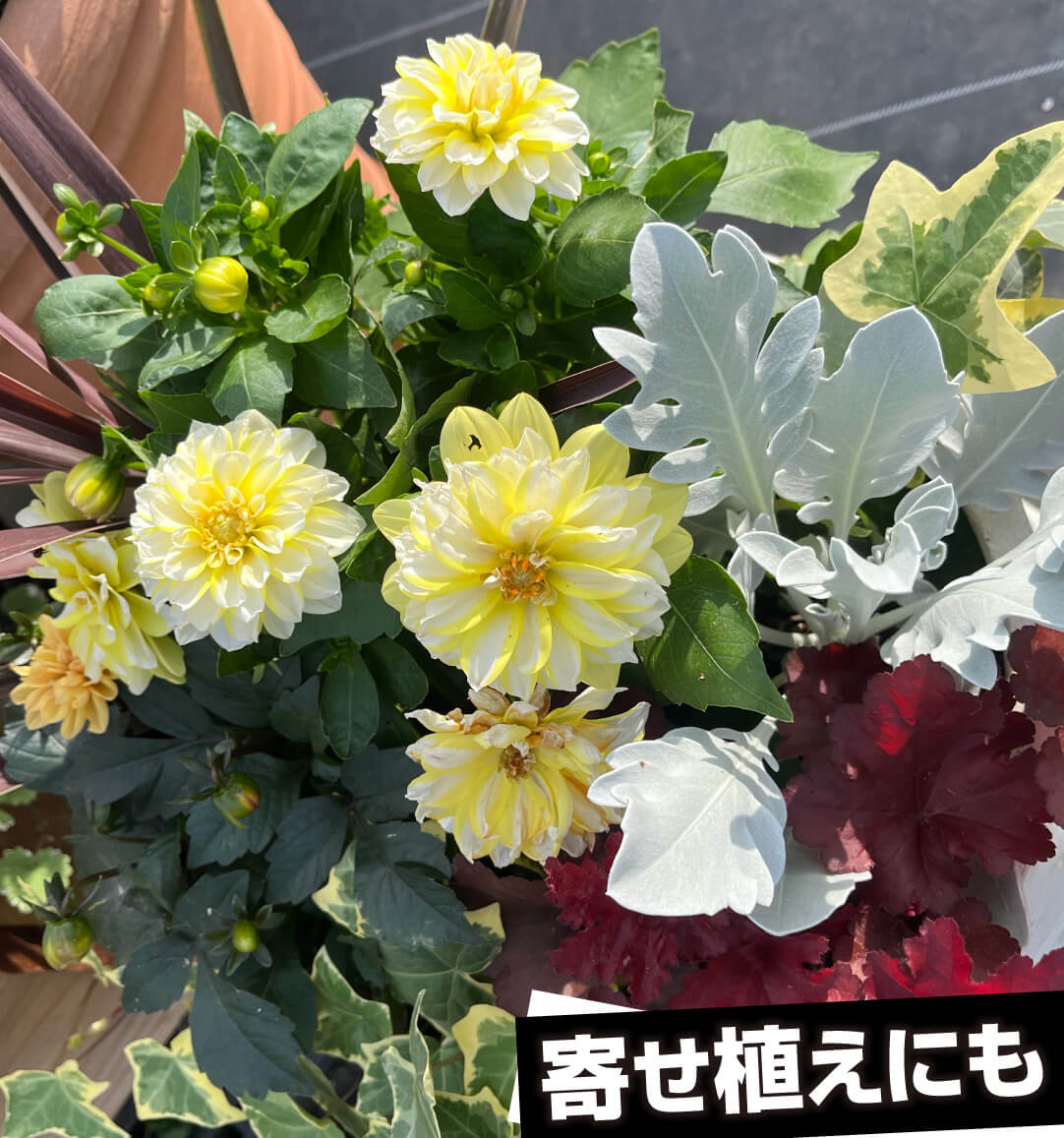 ダリア マダムダリア レモンスワール
