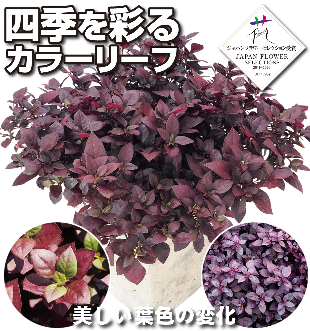 花苗 アルテルナンテラ リトルロマンス