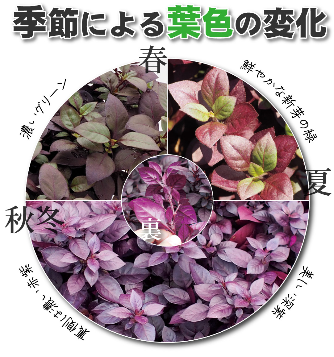 花苗 アルテルナンテラ リトルロマンス
