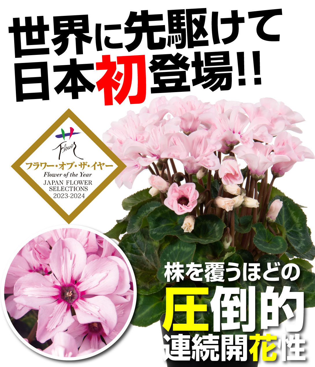 花苗 シクラメン イリュージア ピンクラテ