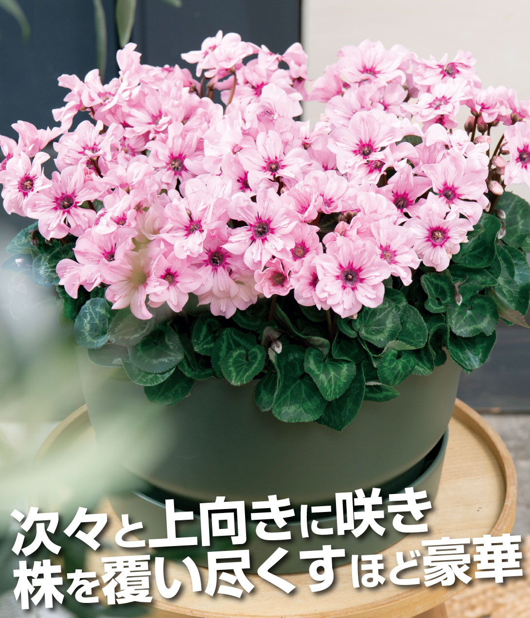 花苗 シクラメン イリュージア ピンクラテ