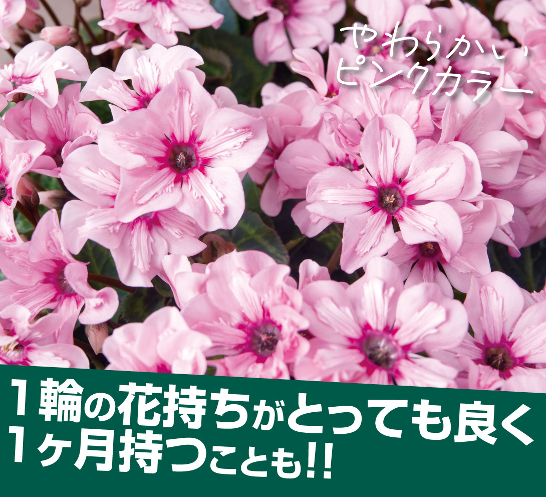 花苗 シクラメン イリュージア ピンクラテ