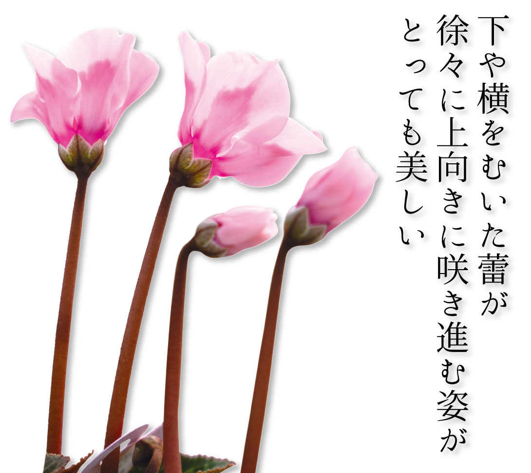 花苗 シクラメン イリュージア ピンクラテ
