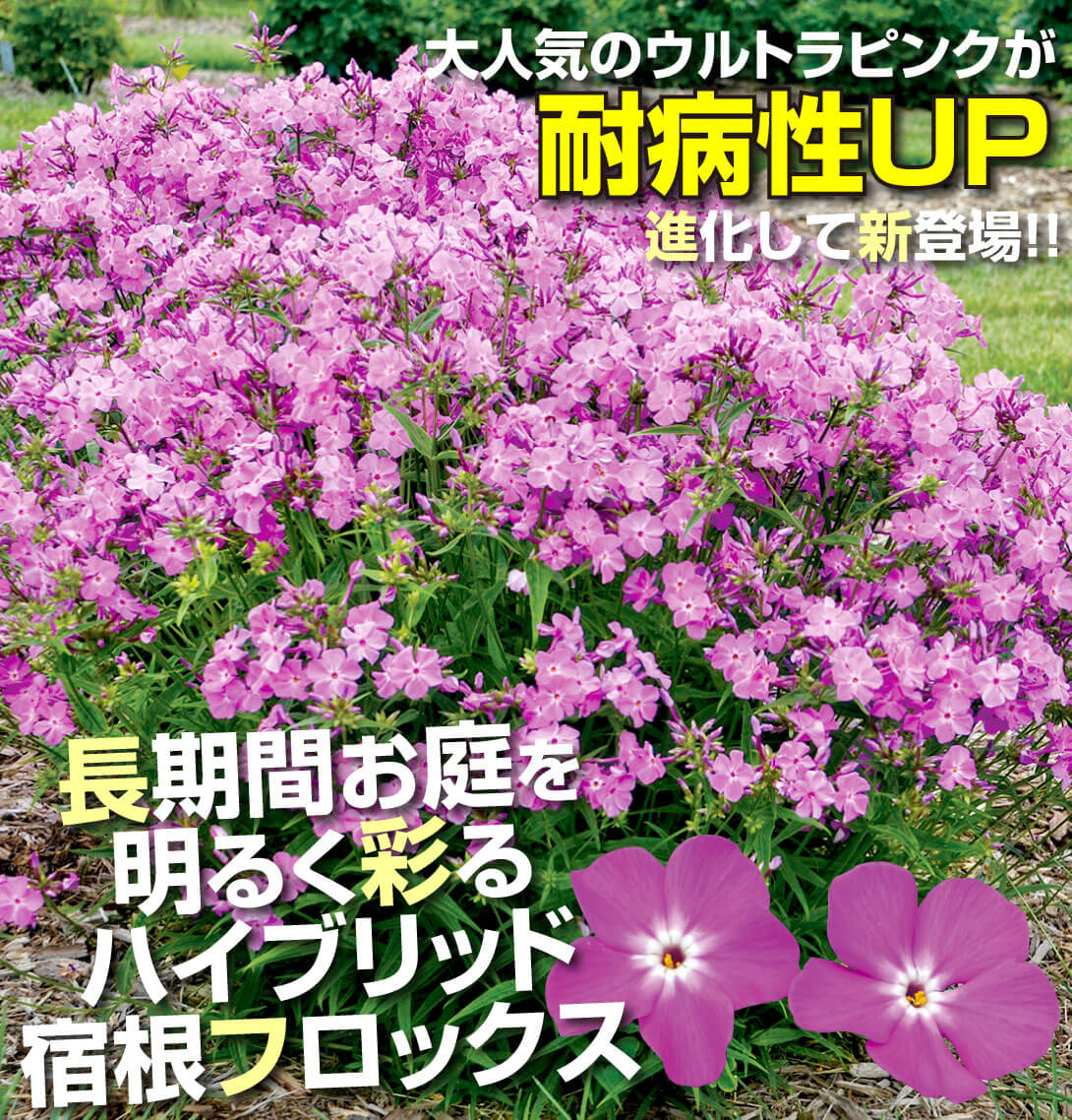 花苗 宿根フロックス オープニングアクト ロマンス