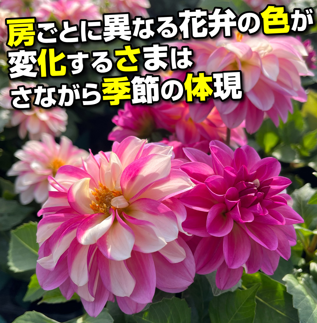 ダリア マダムダリア ローズスワール