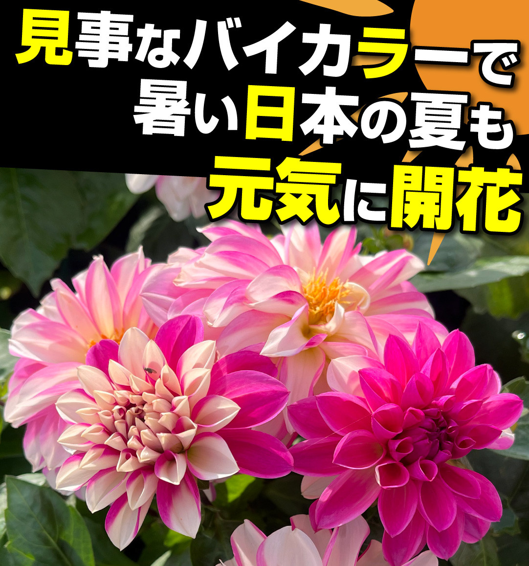 ダリア マダムダリア ローズスワール