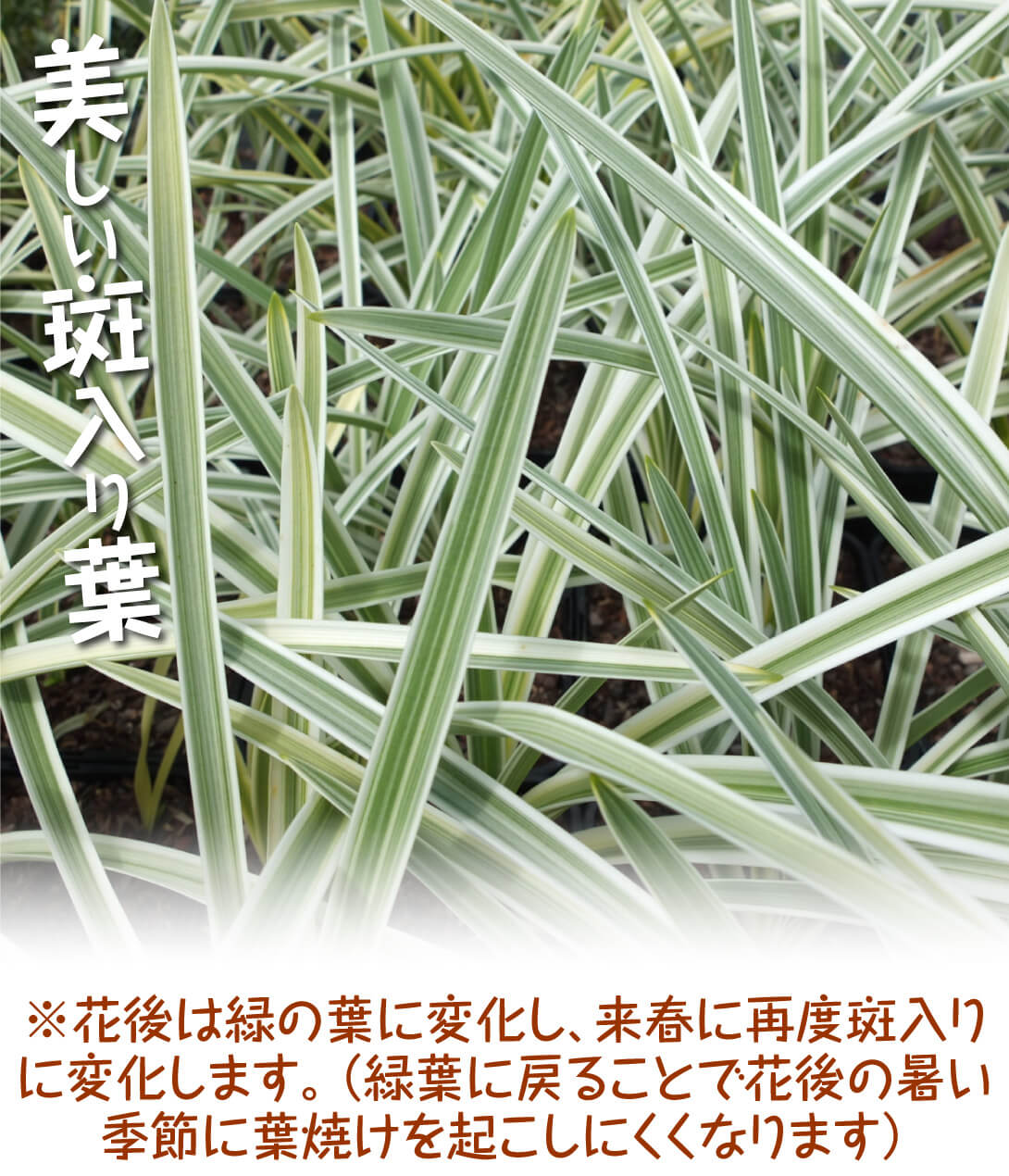 アガパンサス シルバームーン