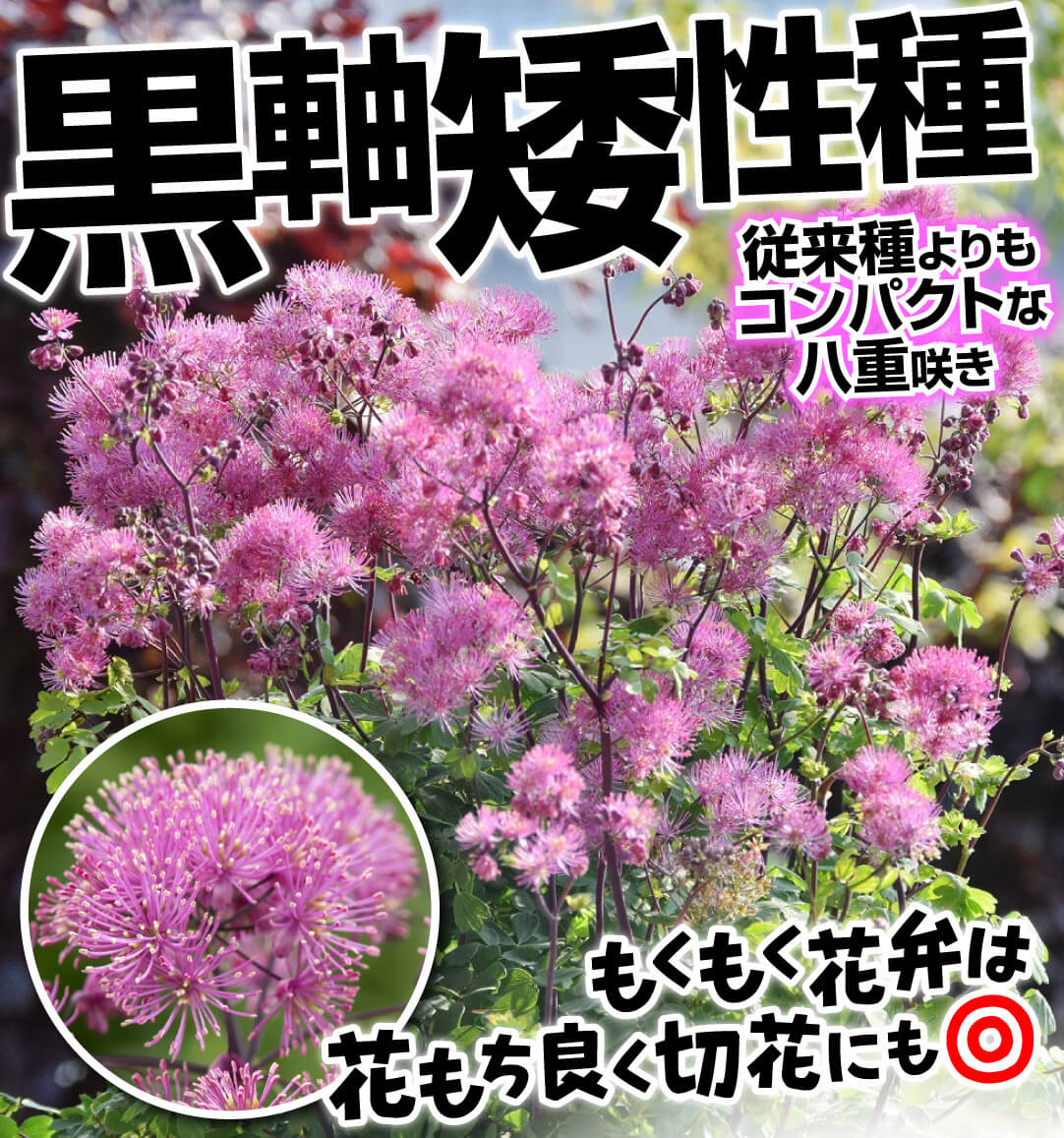 タリクトラム マイリトルフェイバリット