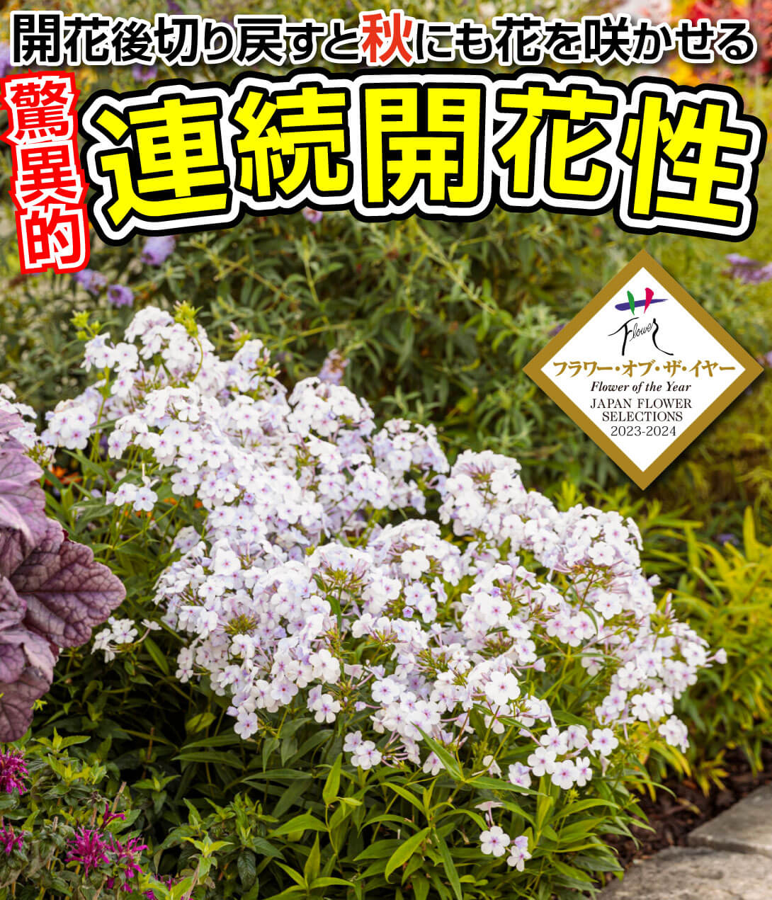 花苗 宿根フロックス オープニングアクト ピンクアドット
