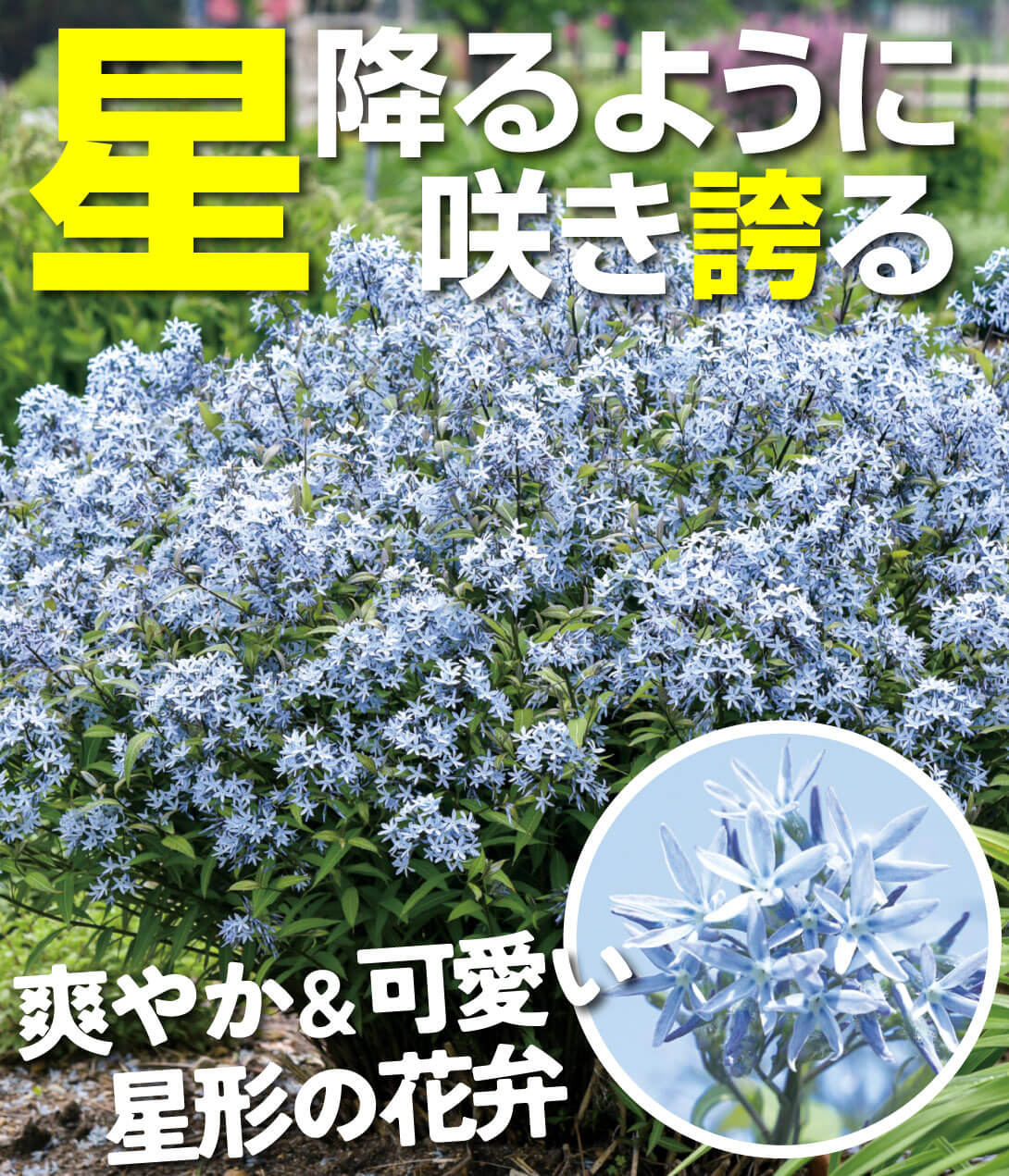 花苗 アムソニア ストームクラウド