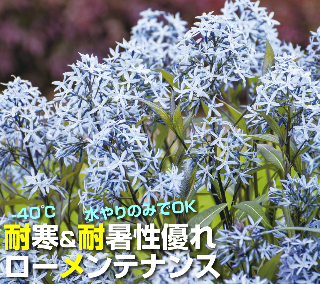 花苗 アムソニア ストームクラウド