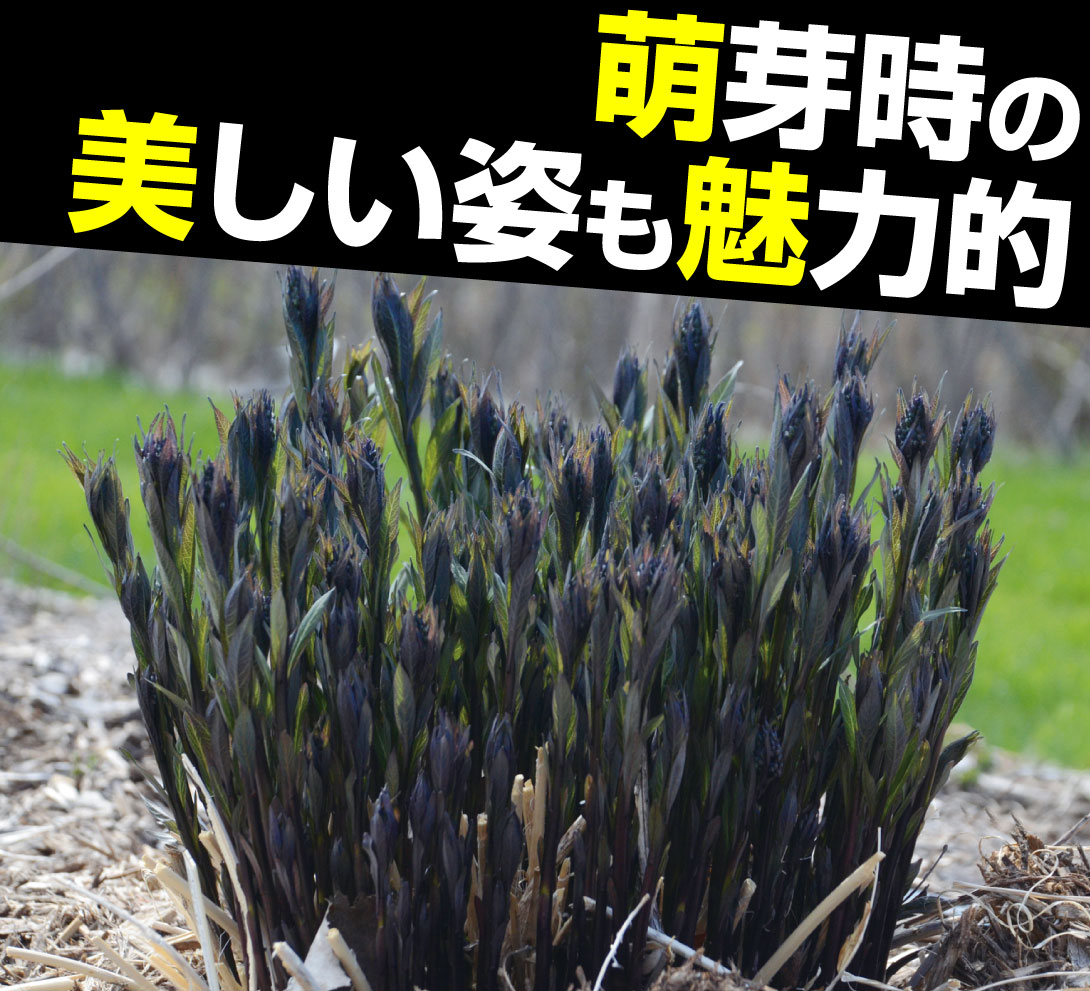 花苗 アムソニア ストームクラウド