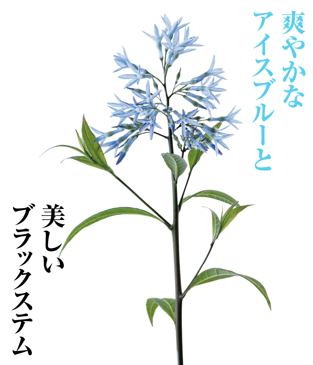 花苗 アムソニア ストームクラウド