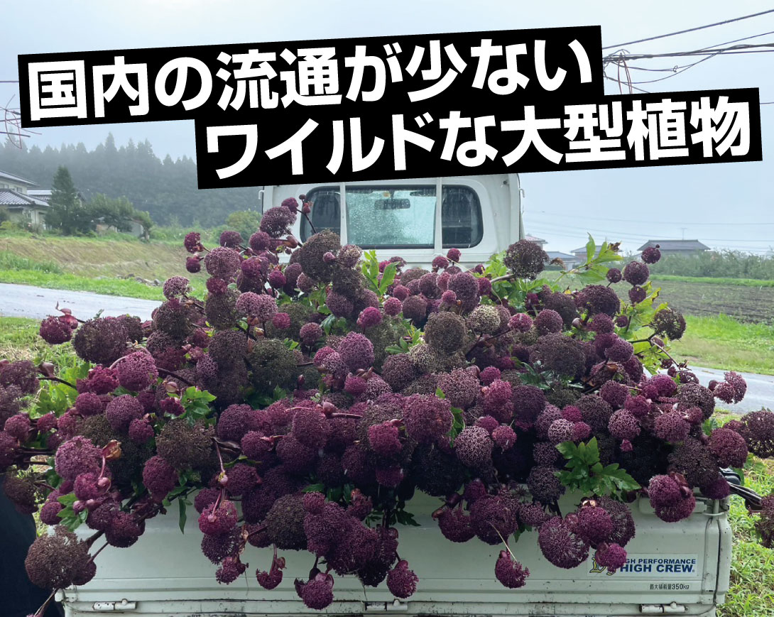 アンジェリカ ギガス