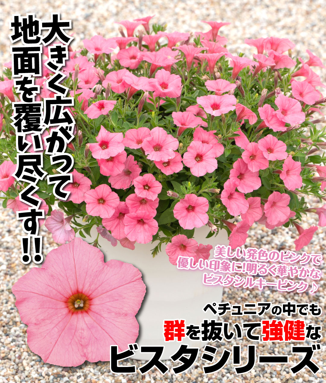 スーパーチュニア　ビスタシルキーピンク