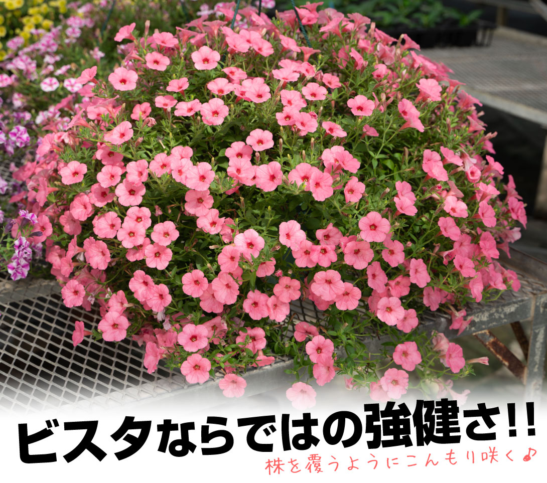 スーパーチュニア　ビスタシルキーピンク