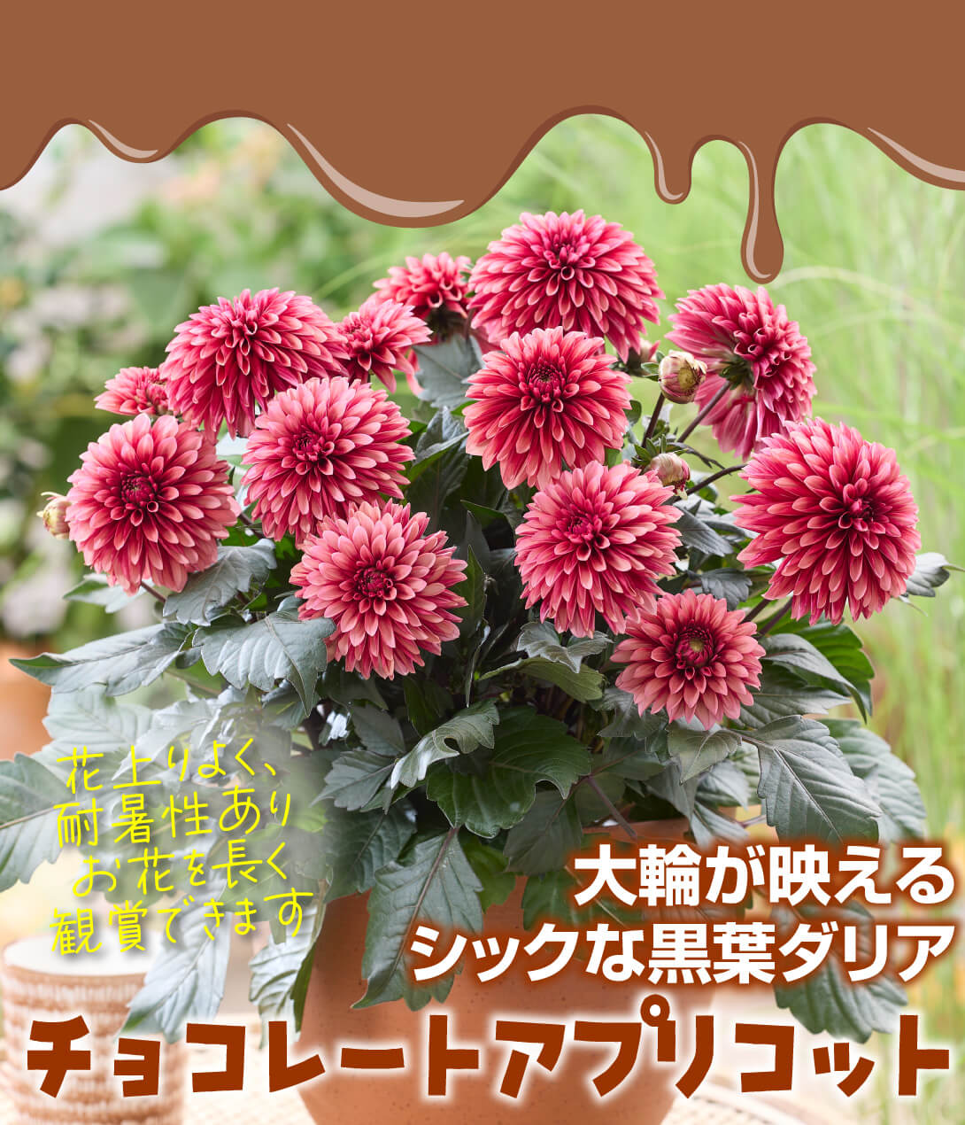 ダリア ラベラグランデ チョコレートアプリコット