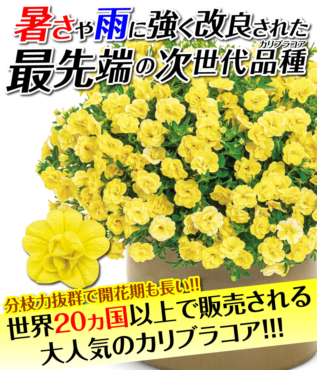 花苗 カリブラコア スーパーベル ダブルイエロー