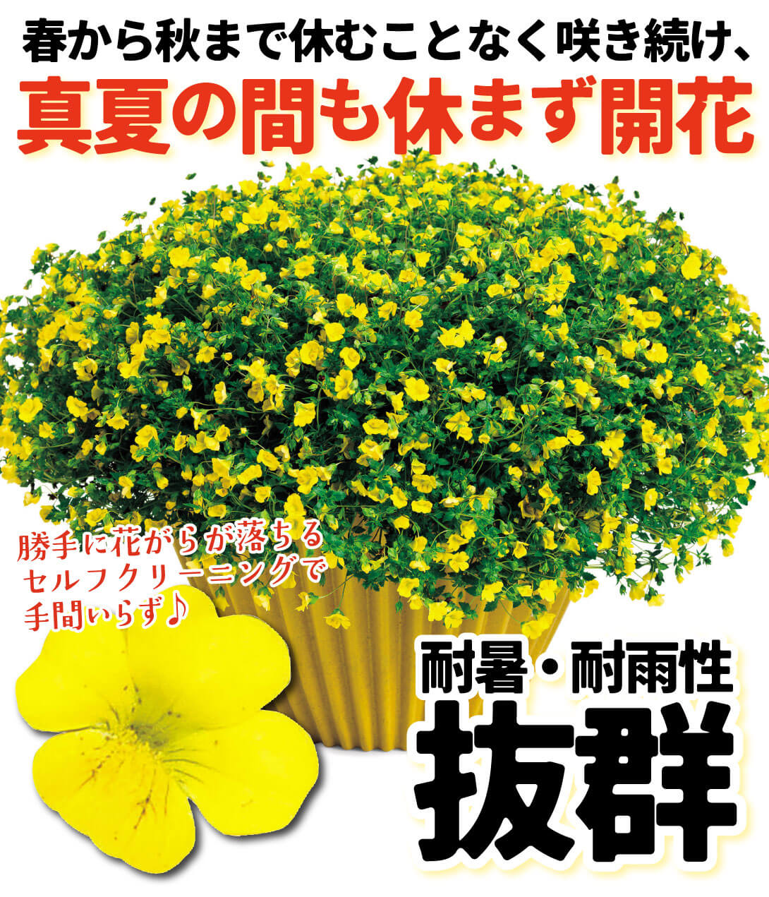 メカルドニア ゴールドダスト