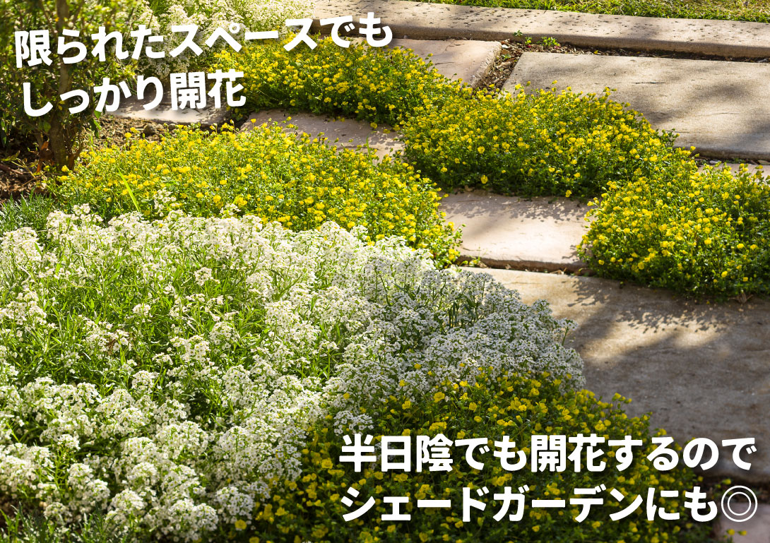 メカルドニア ゴールドダスト