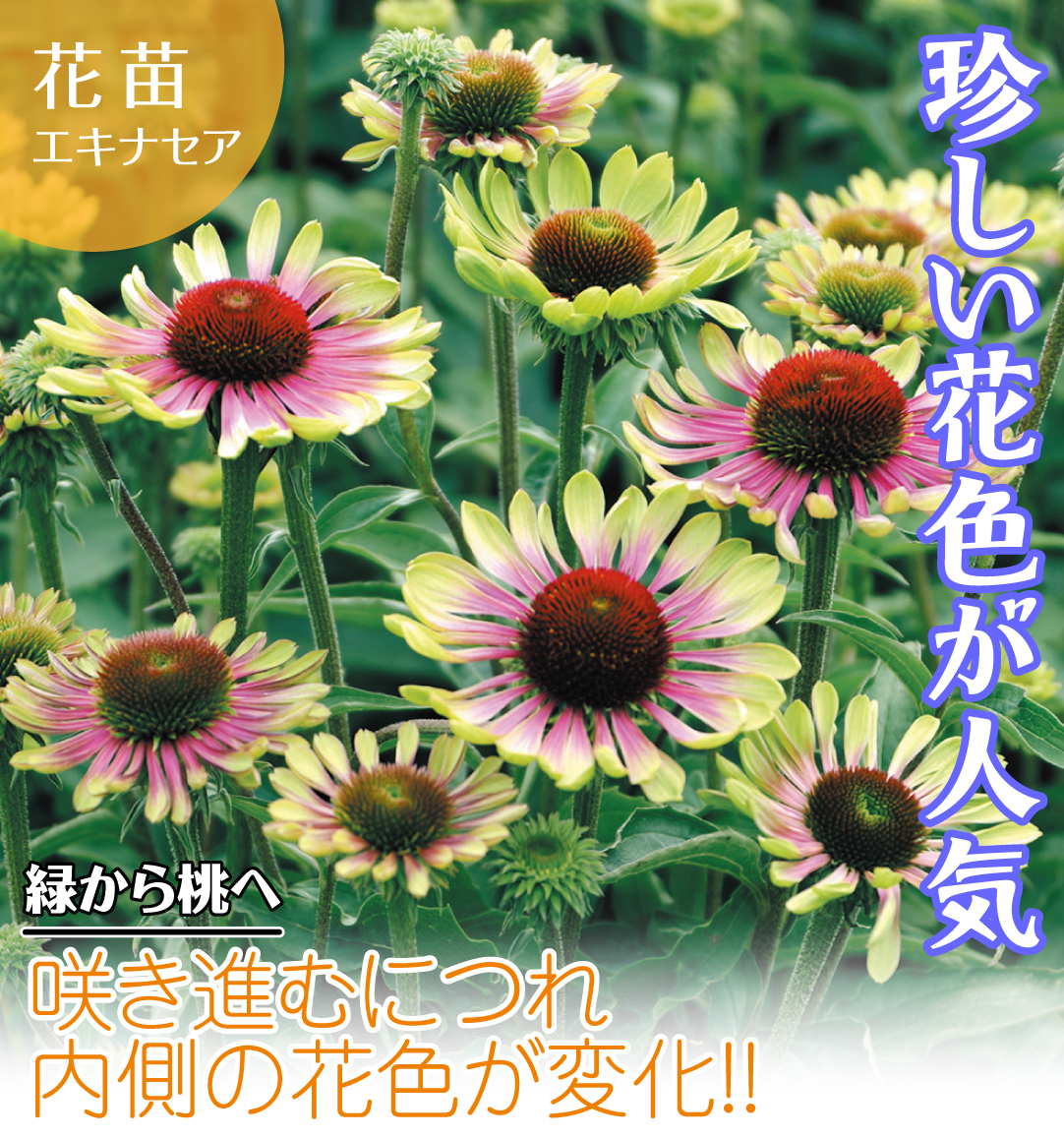 花苗 エキナセア グリーンツイスター