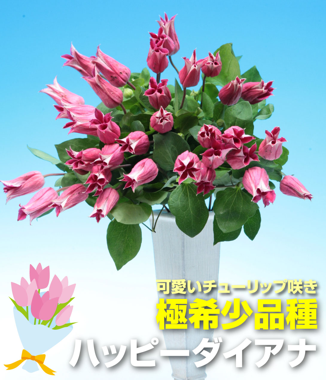 花苗 ハッピーダイアナ